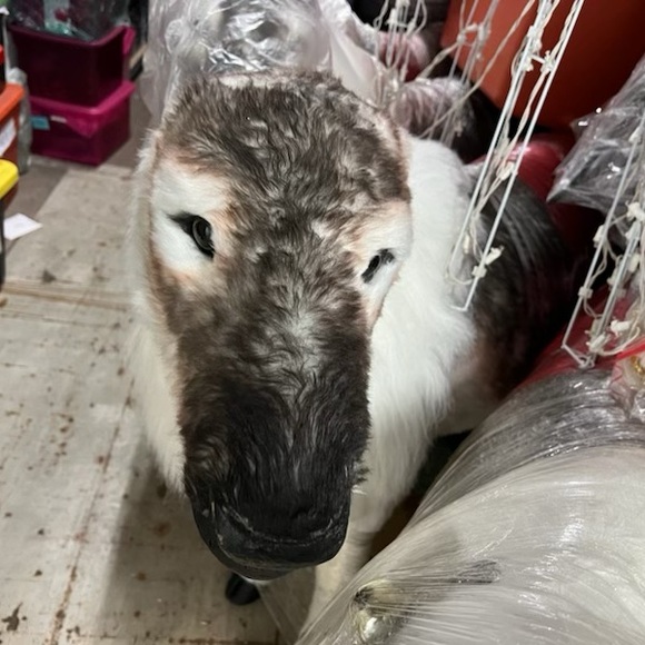 Christmas moose decoration - Picture 5 of 5